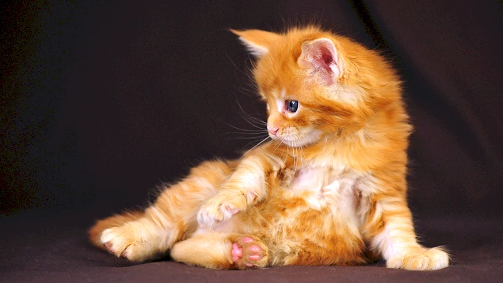 Maine Coon ginger