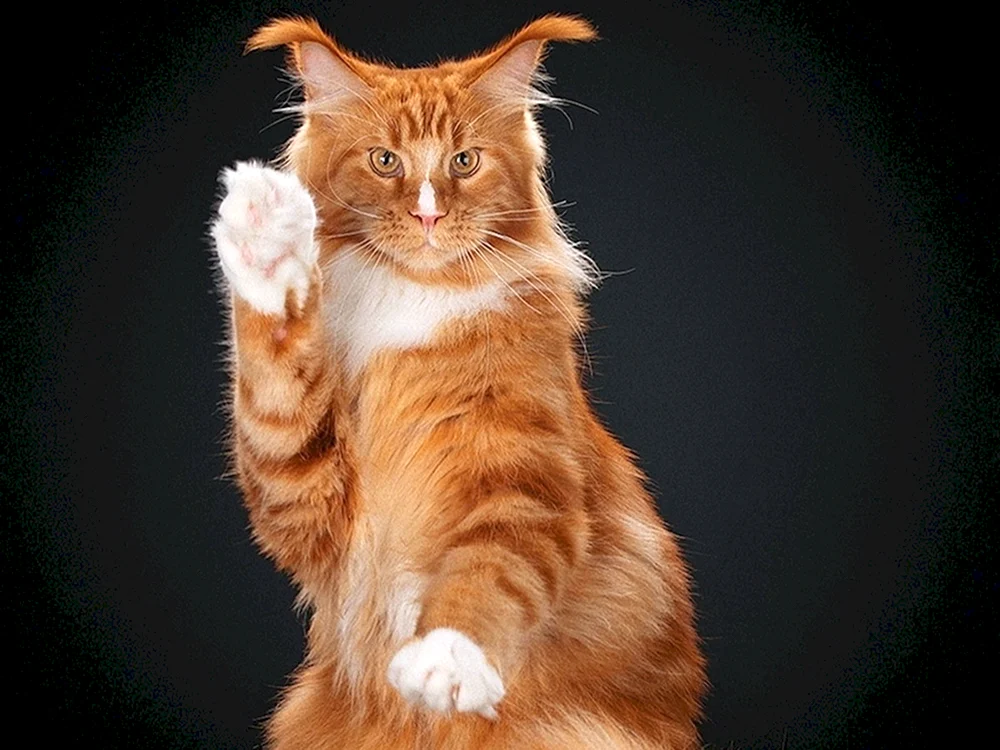 Tricolour Maine Coon Katze
