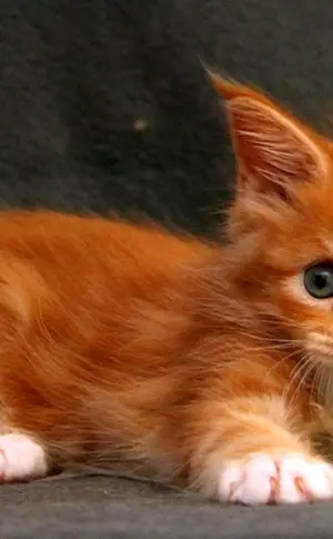 Waschbär rot