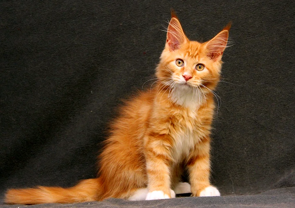 Maine Coon Kätzchen ginger