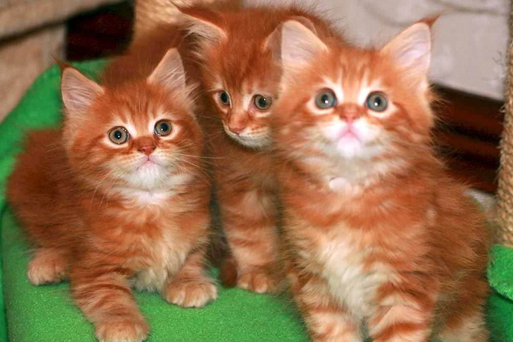 Maine Coon Kätzchen 3 Monate