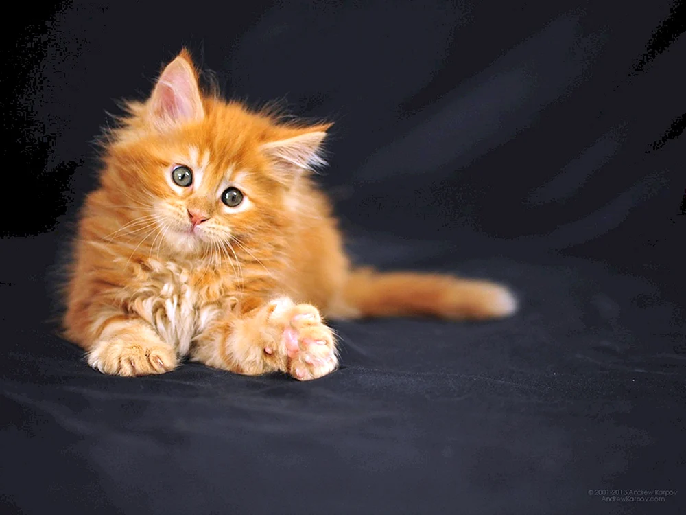 Maine Coon ginger Kätzchen