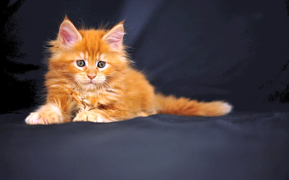 Maine Coon ingwer Kätzchen