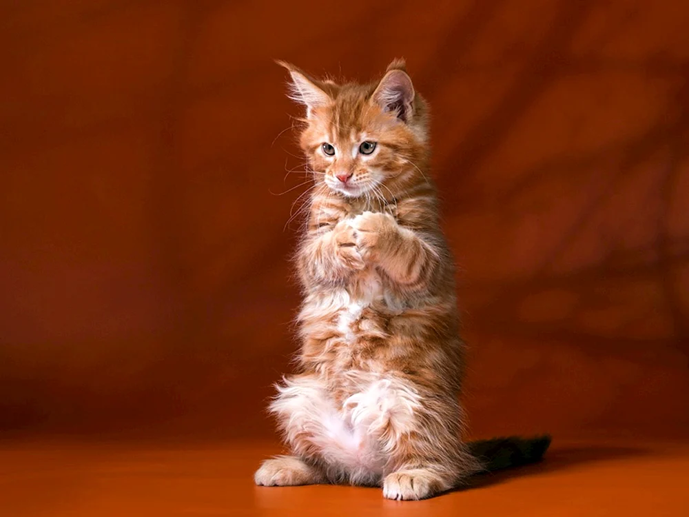 Maine Coon ingwer Katze