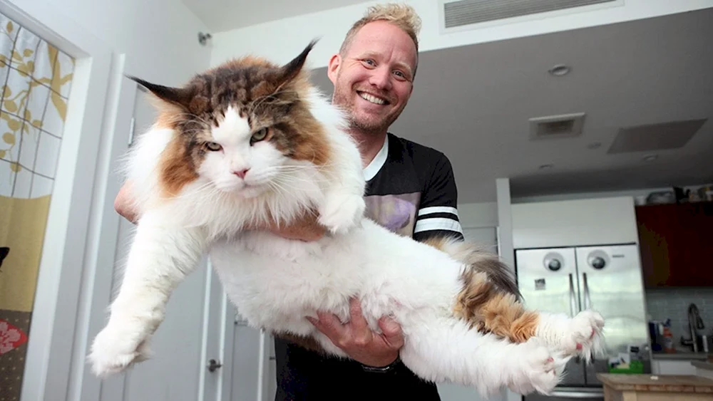 Maine Katze Samson