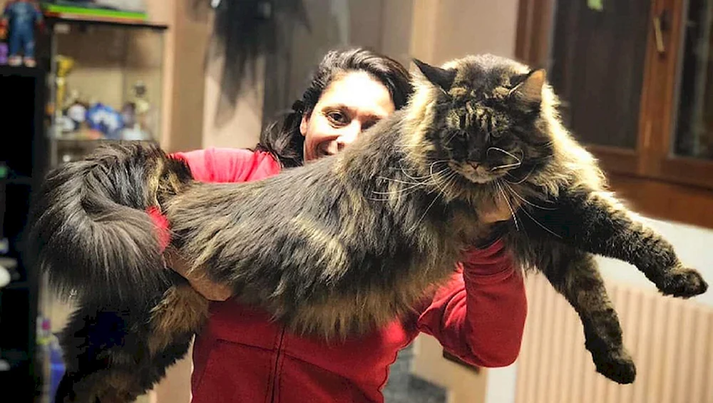 Maine Coon Samson