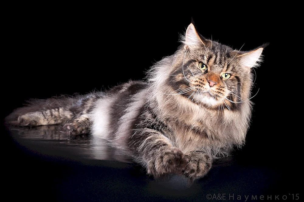 Maine Coon silber