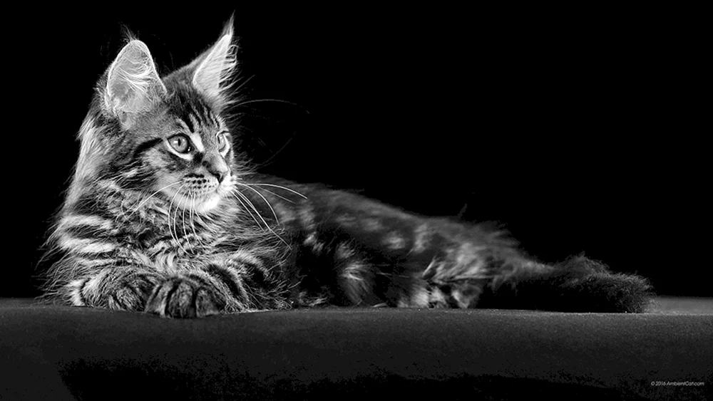 Maine Coon