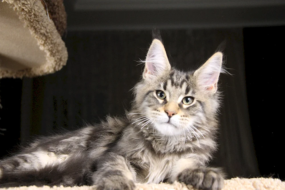 Maine Coon grau marmoriert