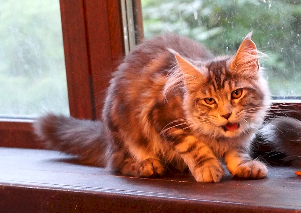 Maine Coon Tiger