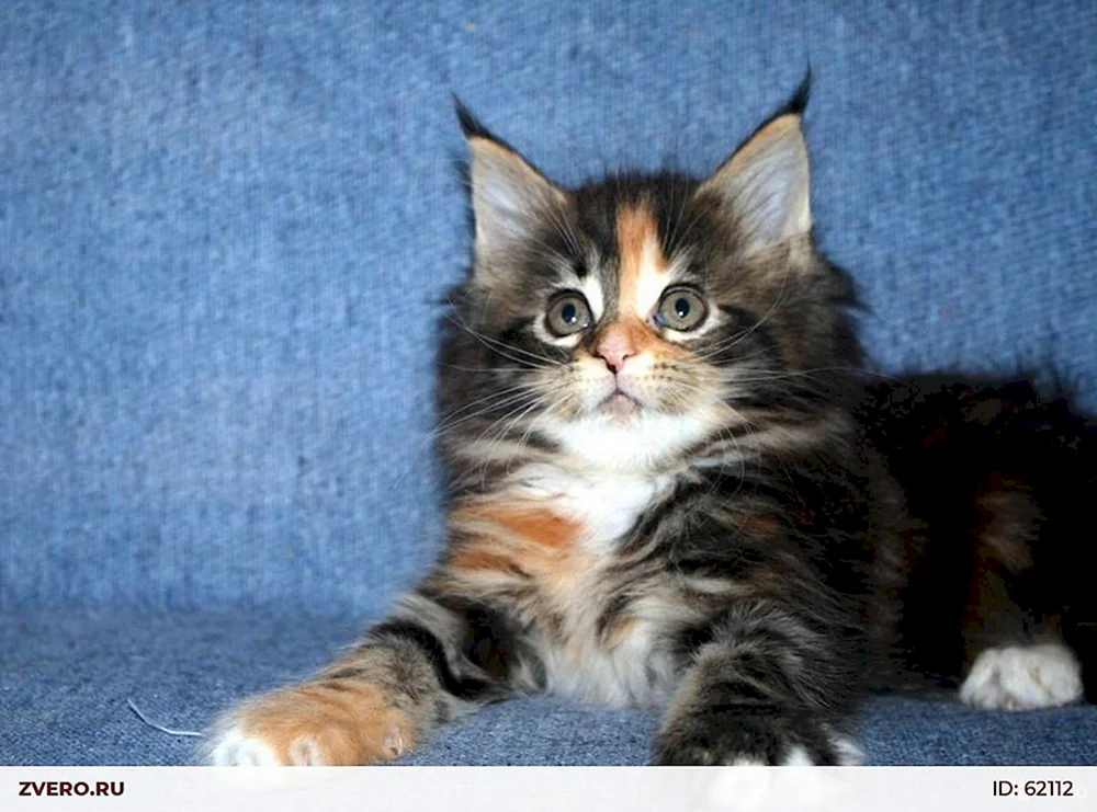 Maine Coon Kätzchen