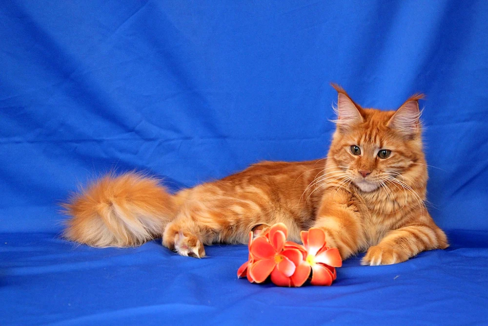 Maine Coon Cinnamon