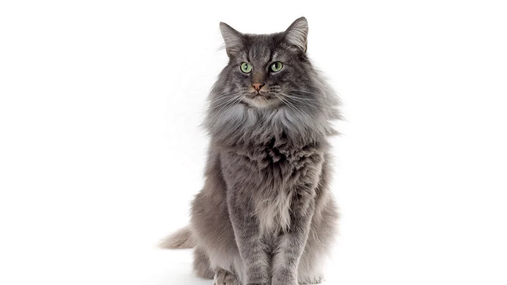 Maine Katze. coon