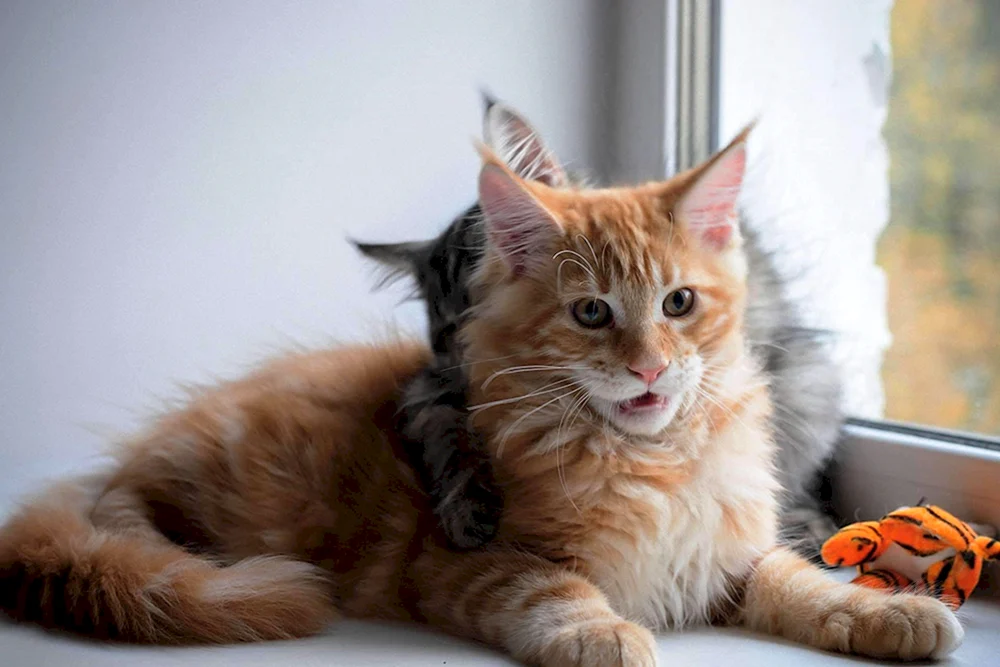 Sibirische Maine Coon ingwer