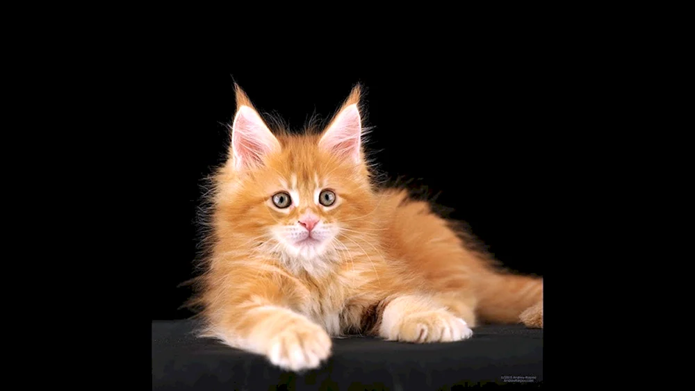 Maine Coon ingwer Katze