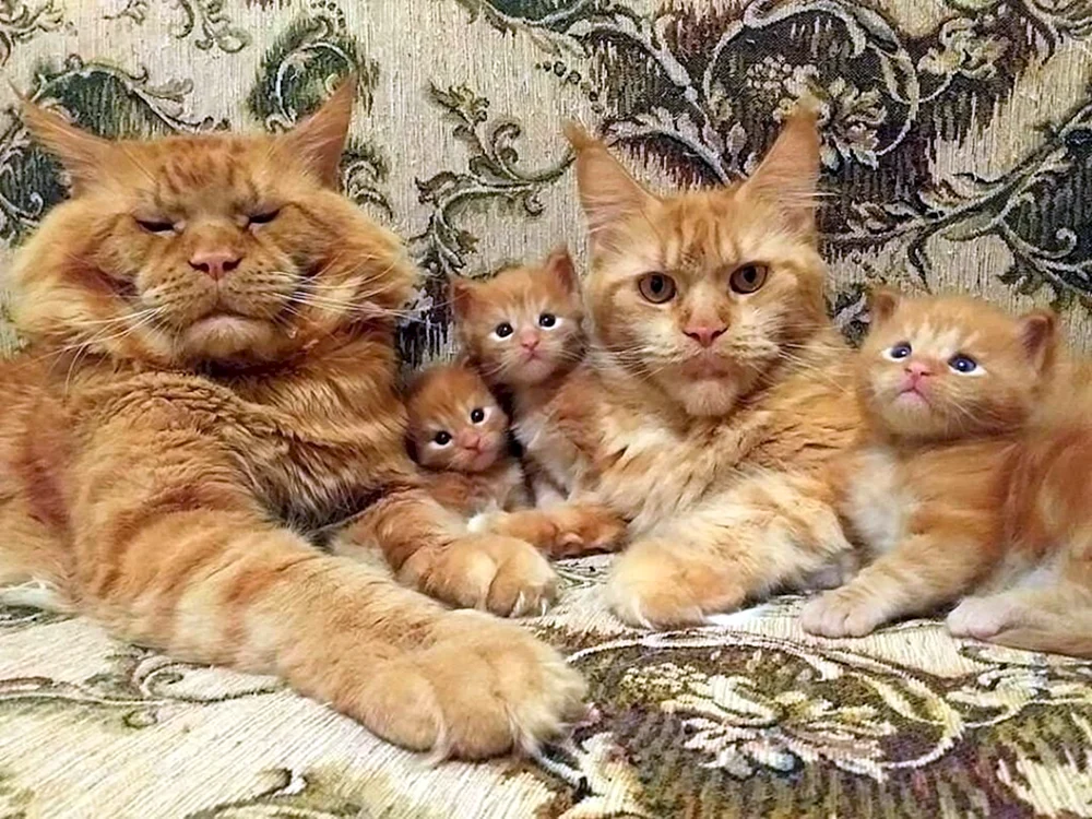 Maine Coon ingwer Kätzchen