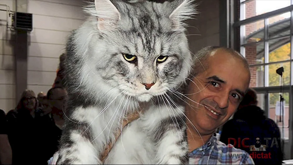 Maine Coon Katze