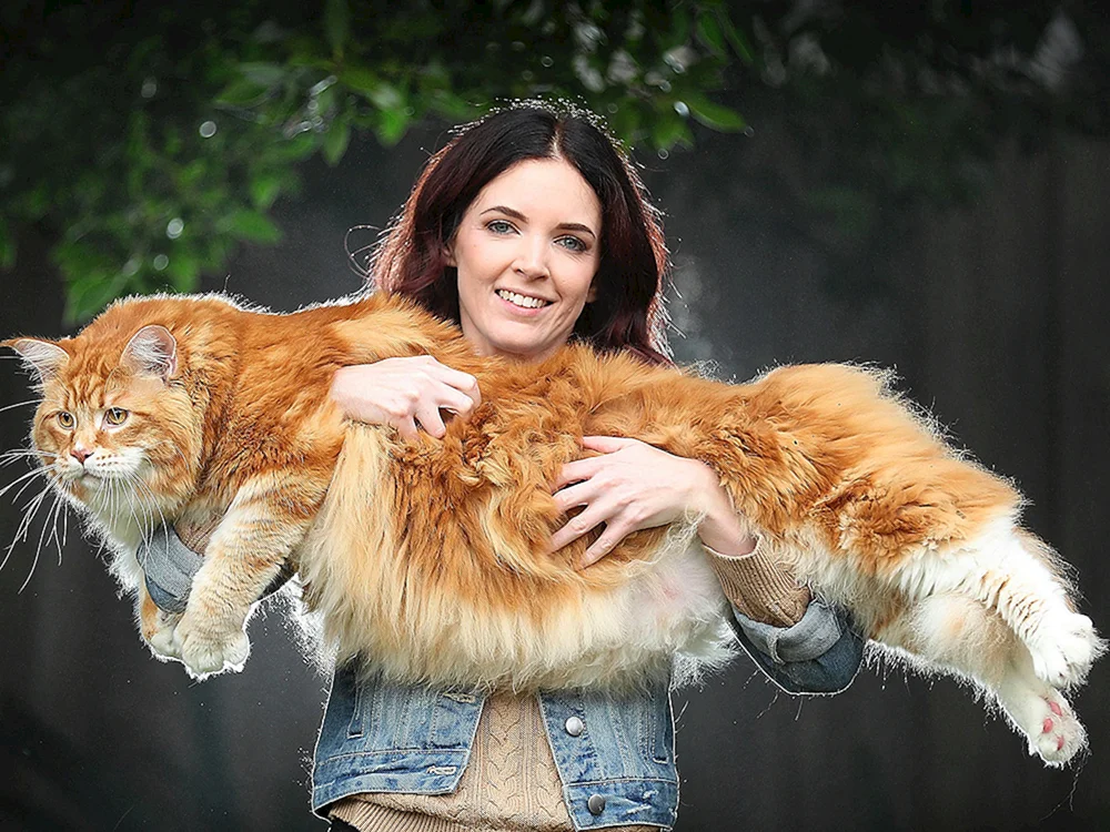 Maine Coon Katze