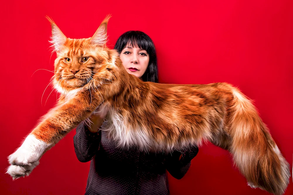 Maine Coon Katze