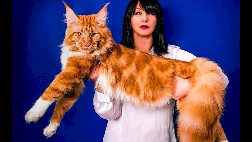 Maine Coon