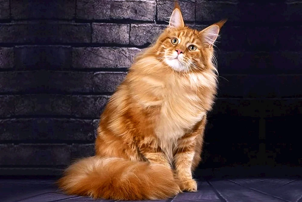 maine coon