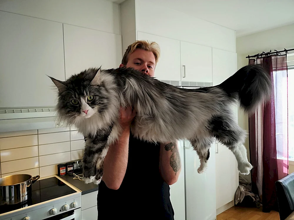 maine coon