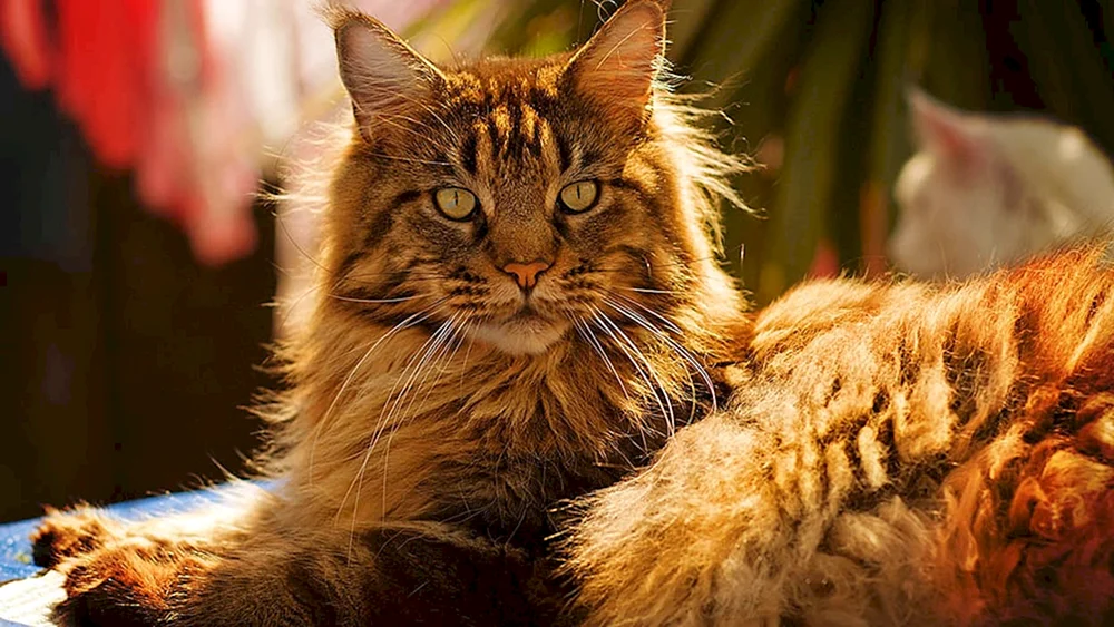 maine coon