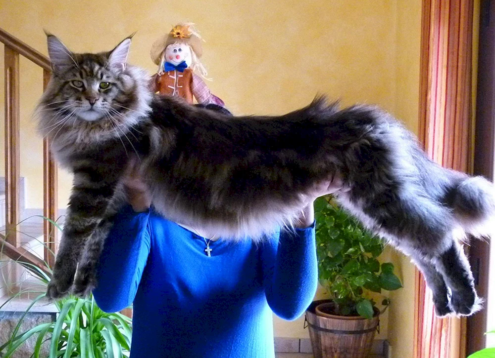 maine coon rex curly