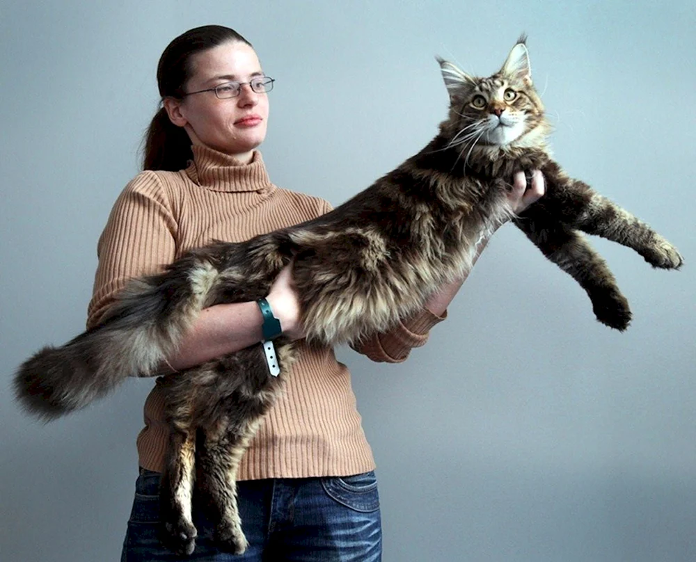 maine coon