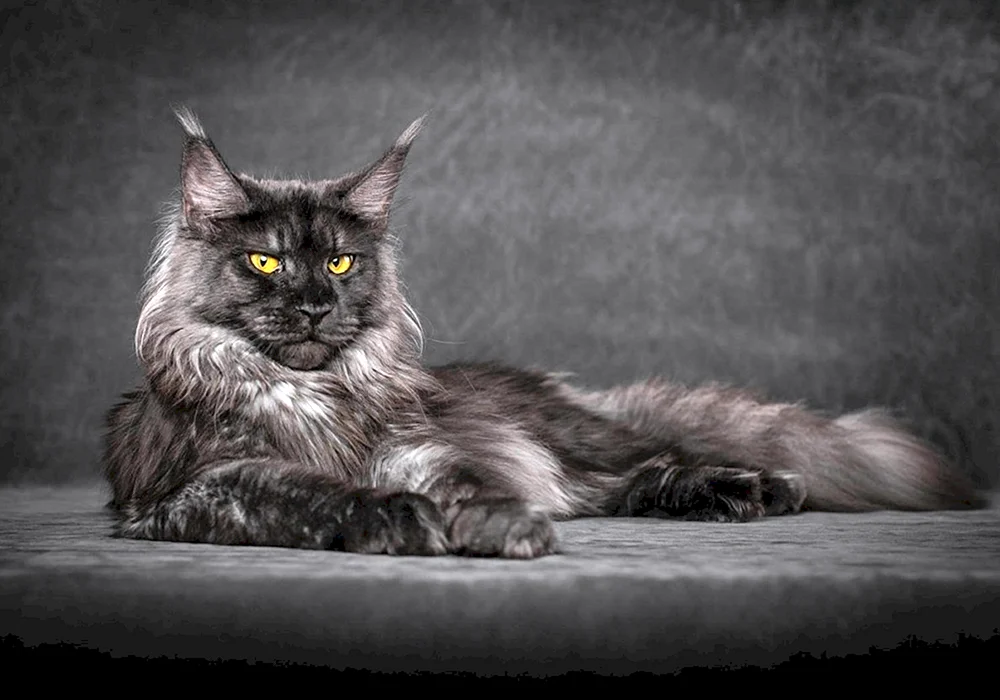 maine coon cat Maine Coon