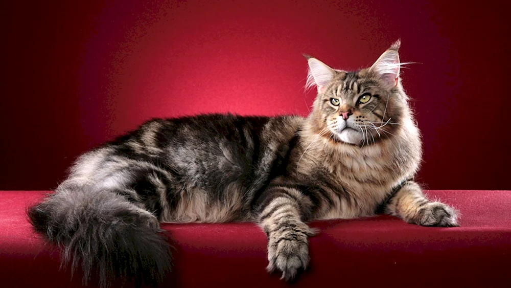 Maine Coon Samson