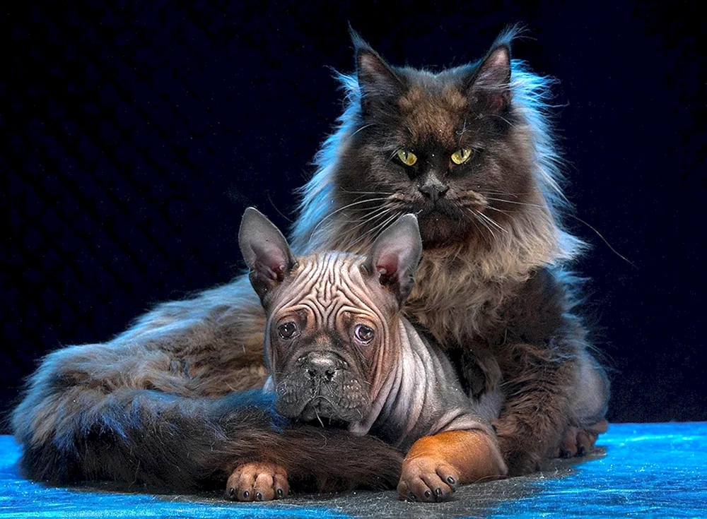 Maine Coon
