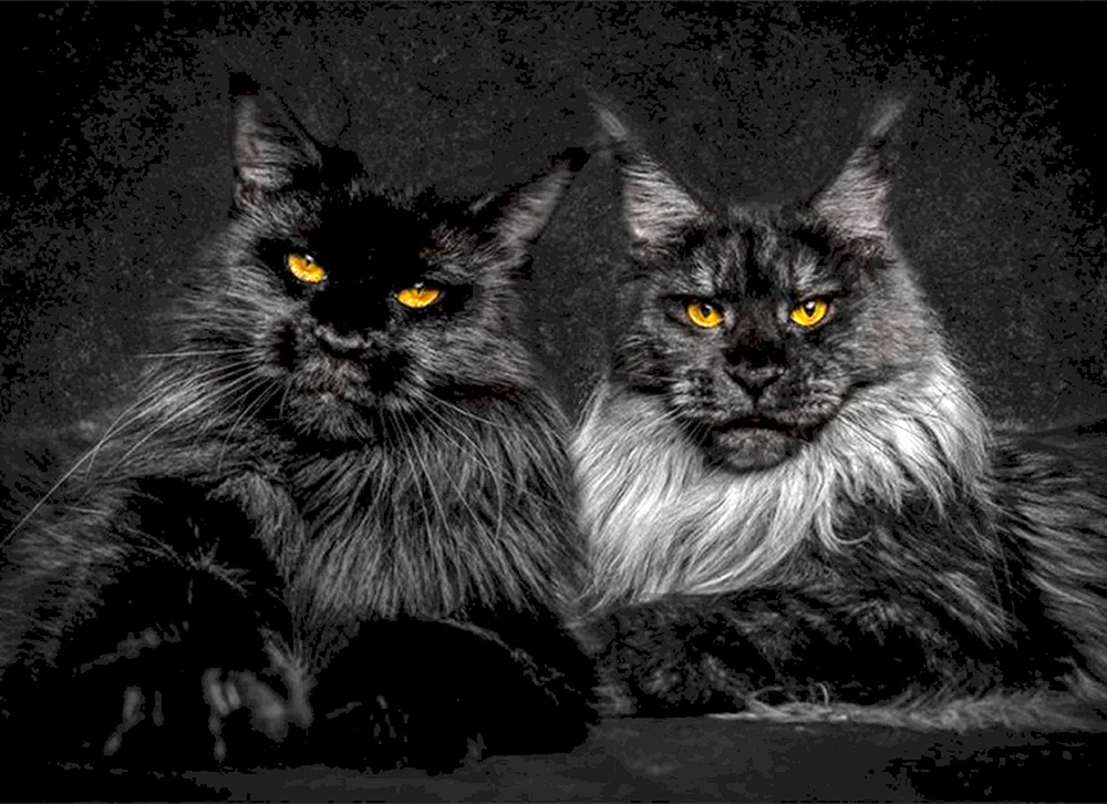 Main Coon
