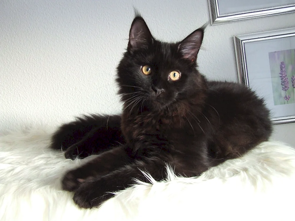 Maine Coon