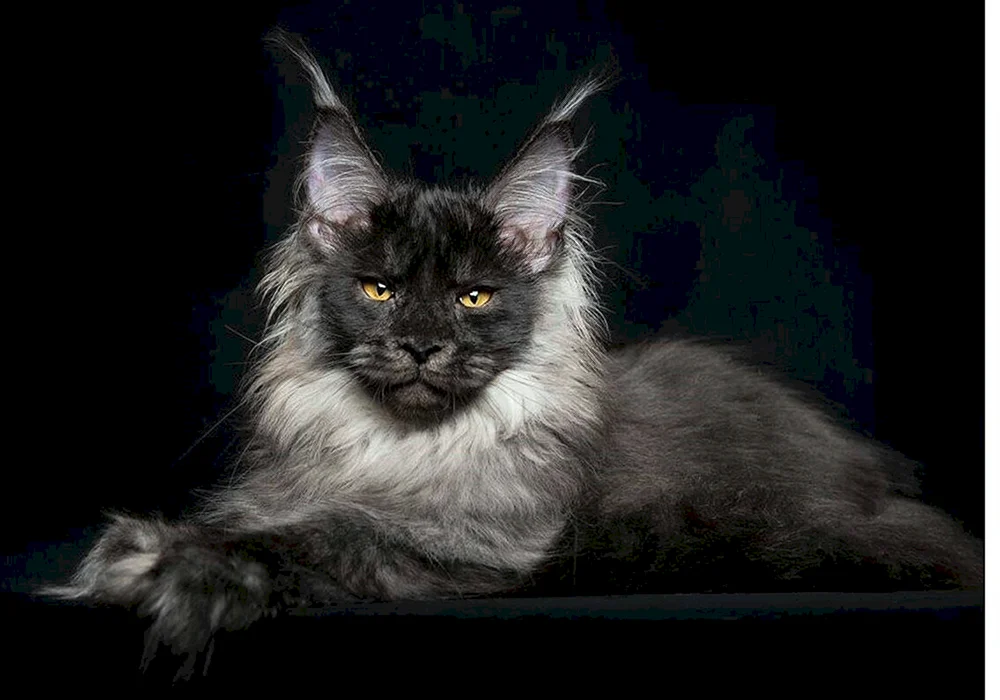 Maine Coon schwarz. Maine Coon