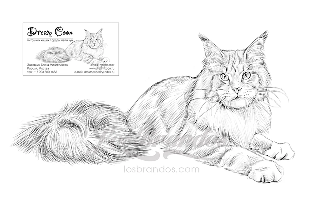 Maine Coon