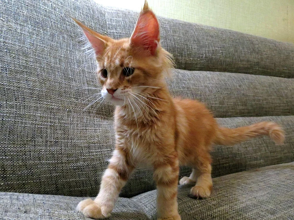 Maine Coon Kätzchen 1 Monat alt