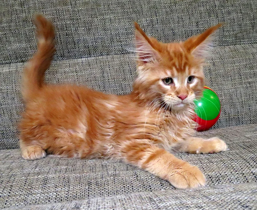 Maine Coon Kätzchen 2 Monate