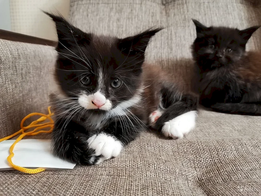 Maine Coon Kätzchen 1. 5 Monate