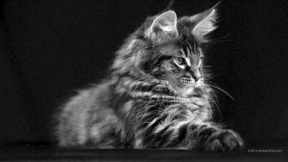 Rote Maine Coon Katze