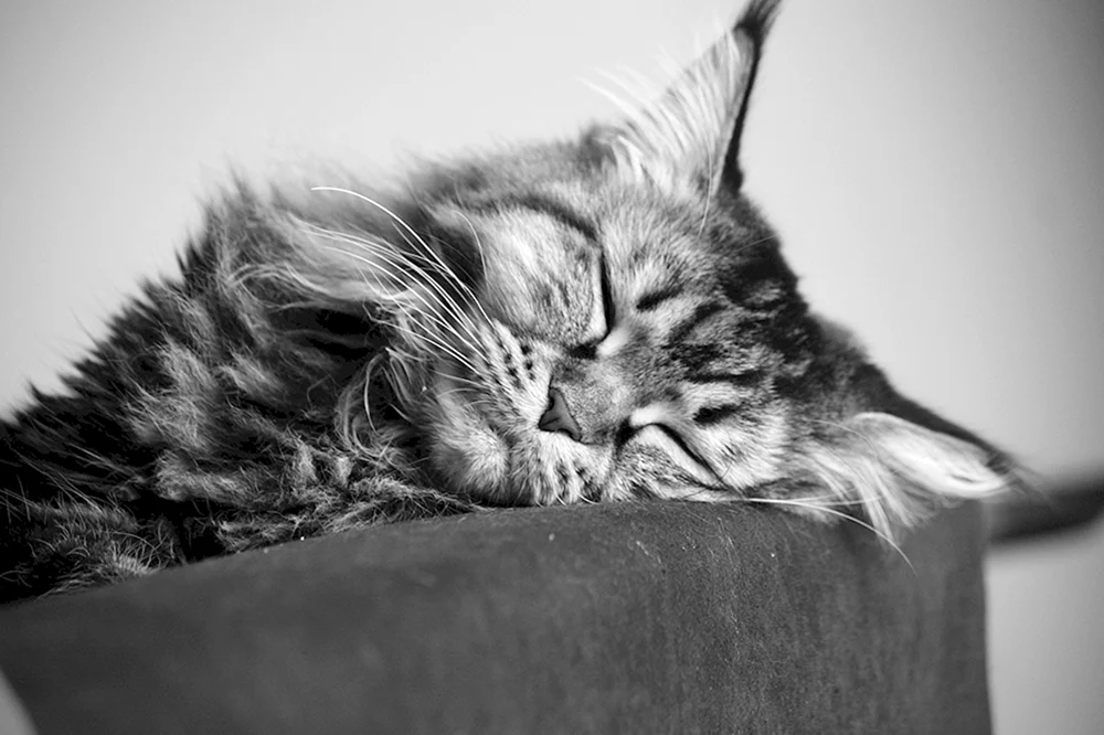 Maine Coon