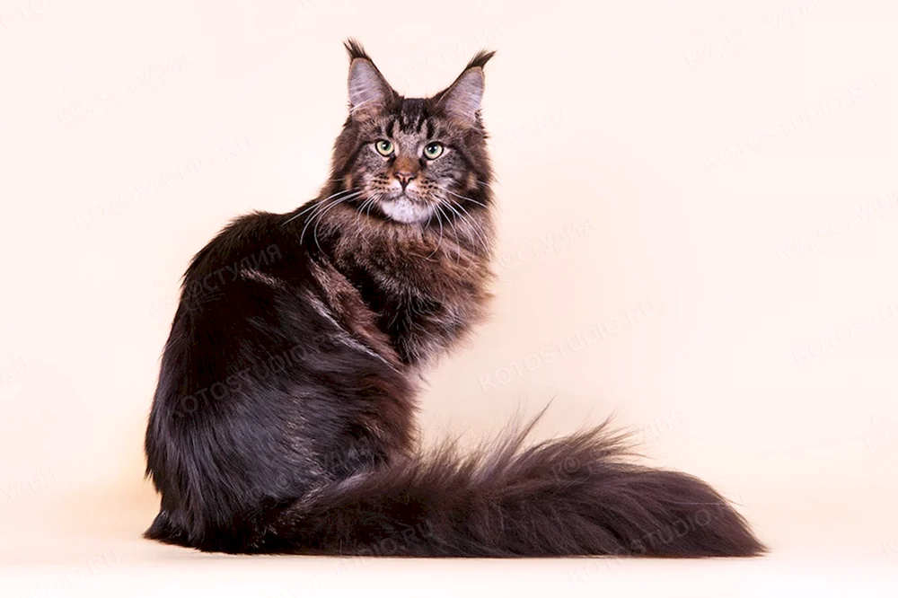 Maine Coon- coon