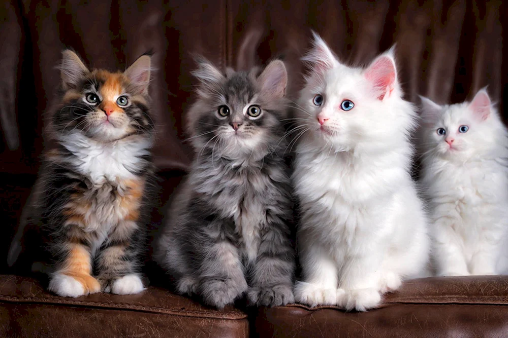 Katzen