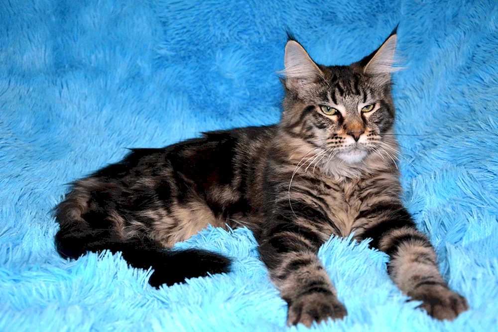 Maine Coon marmorierte Katze