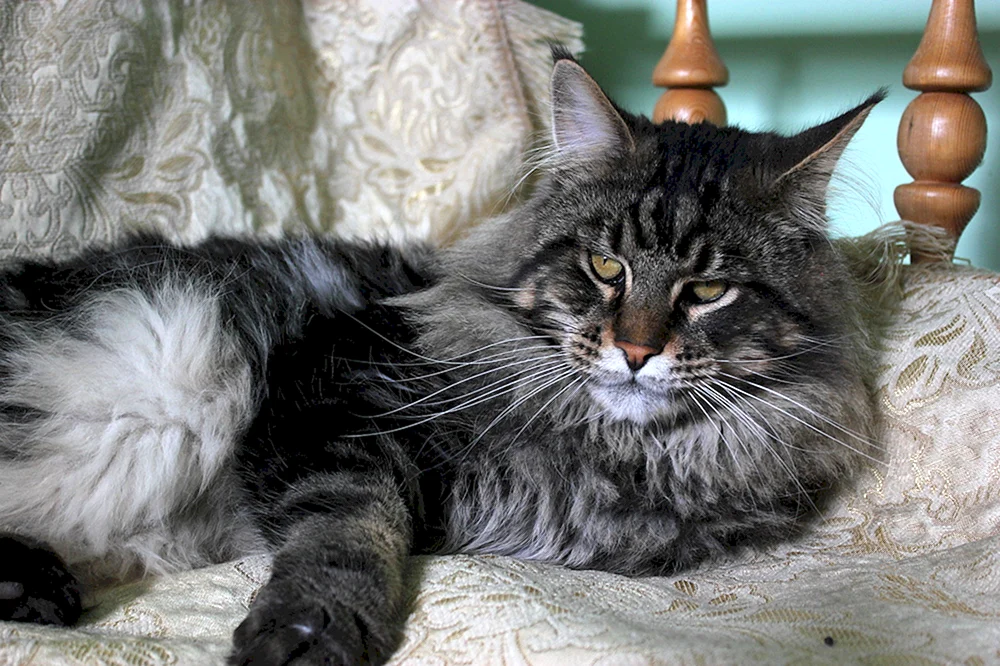 Maine Coon marmoriert