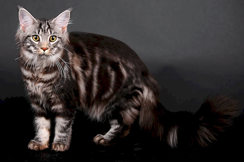 Maine Coon schwarz marmoriert auf silber