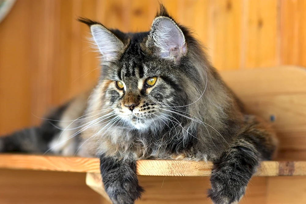 Schwarz marmoriert Maine Coon