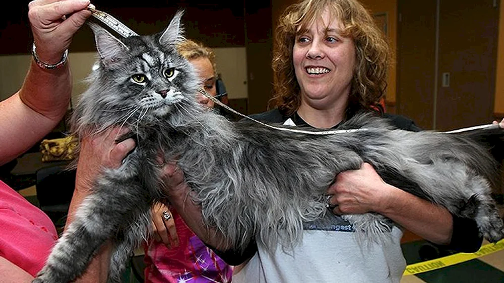 Maine Katze Samson