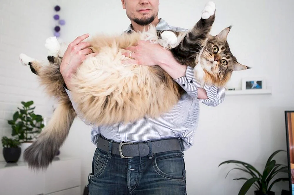 Maine Katze Samson