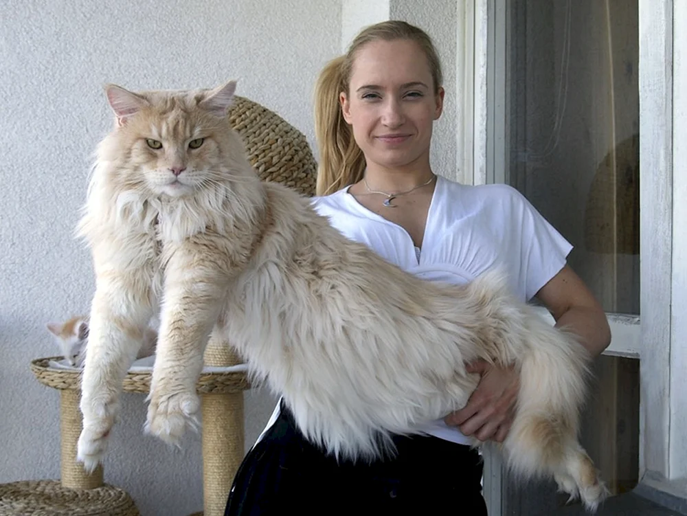 Große Maine Coon Katzen